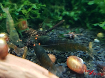 Amber Shrimps OE